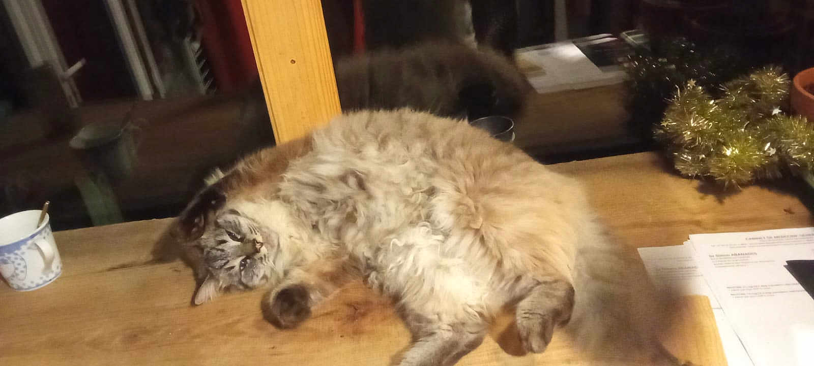 Chewbi a rejoint le concours — aidez-le/la à gagner de superbes lots ! cat, fluffy, table, wood, cup, papers, indoor, relaxed, cozy, furniture, holiday_decor, tinsel, window, reflection, home, pet, resting, cute, animal, domestic