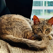 Cleo joined the competition — help win amazing prizes! animal, blanket, cat, closeup, cozy, curled_up, eyes, feline, fur, indoor, mammal, natural_light, pet, relaxed, resting, tabby, tail, texture, whiskers, window