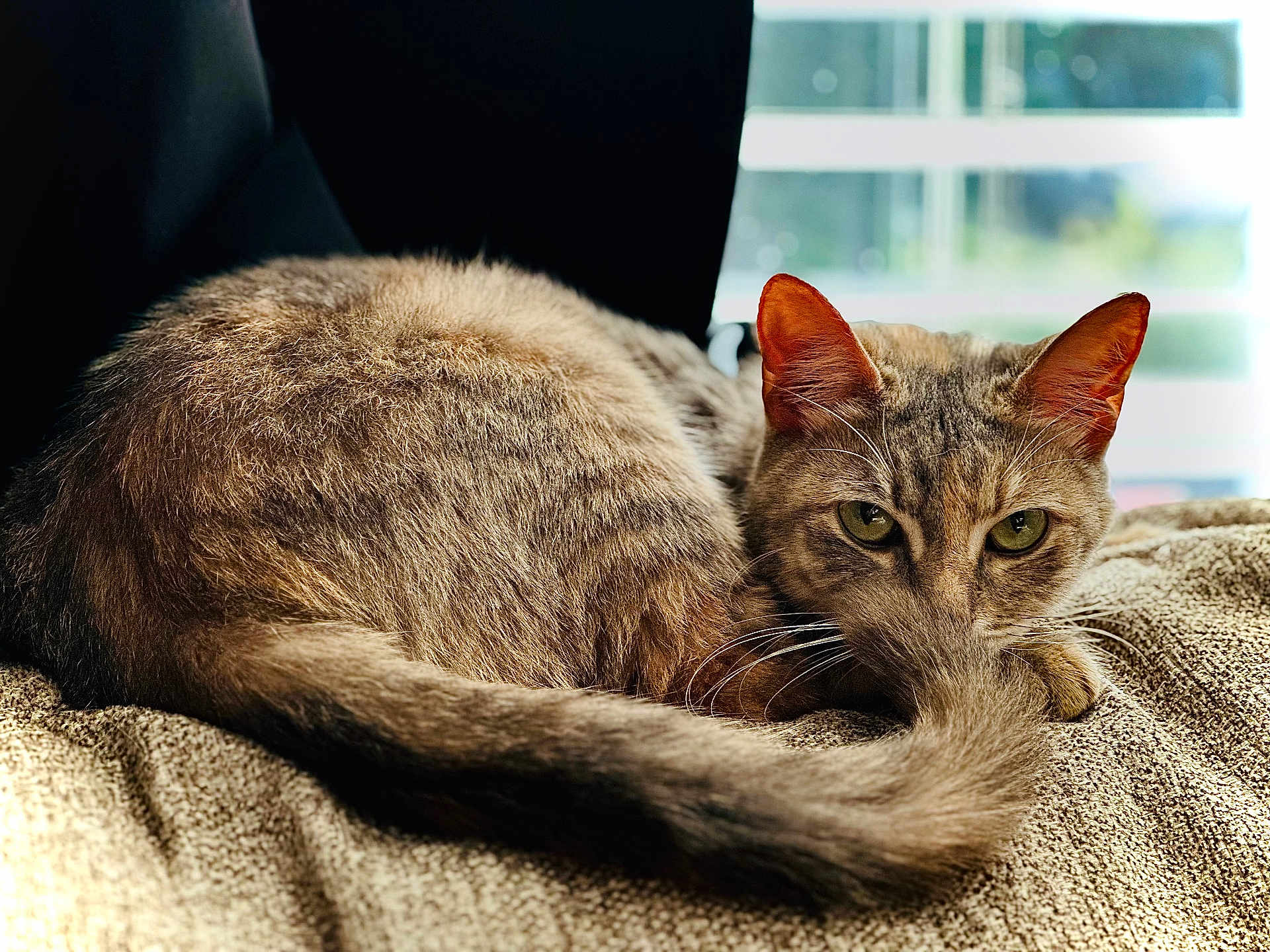 Cleo