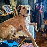 Scooby a rejoint le concours — aidez-le/la à gagner de superbes lots ! dog, couch, blanket, cushion, indoor, wooden_floor, photo_frame, wooden_sculpture, pinwheel, plant_pot, furniture, pet, relaxed, cozy, fur, animal, looking_away, decor, home, living_room