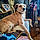 Scooby