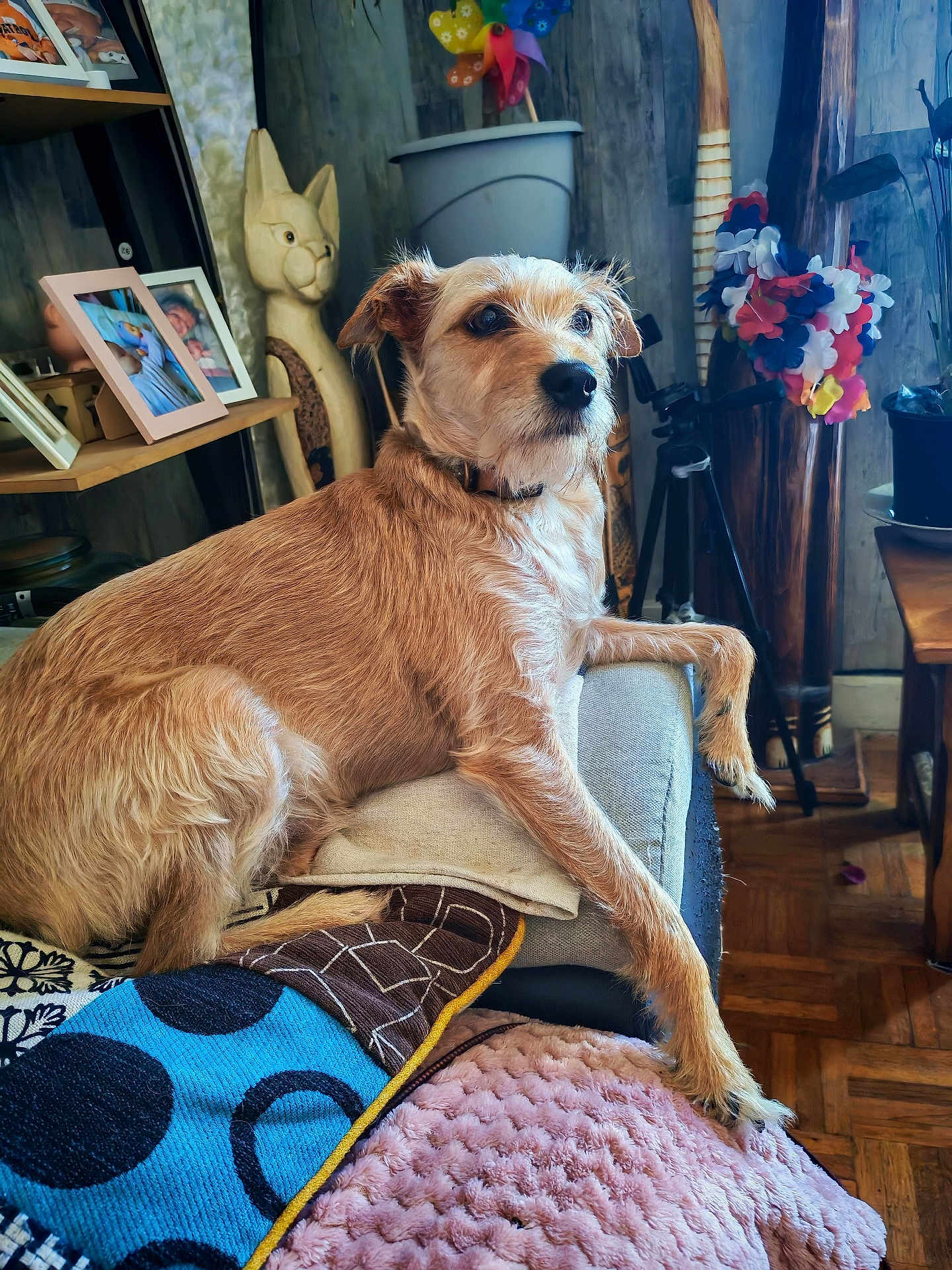 Scooby a rejoint le concours — aidez-le/la à gagner de superbes lots ! dog, couch, blanket, cushion, indoor, wooden_floor, photo_frame, wooden_sculpture, pinwheel, plant_pot, furniture, pet, relaxed, cozy, fur, animal, looking_away, decor, home, living_room