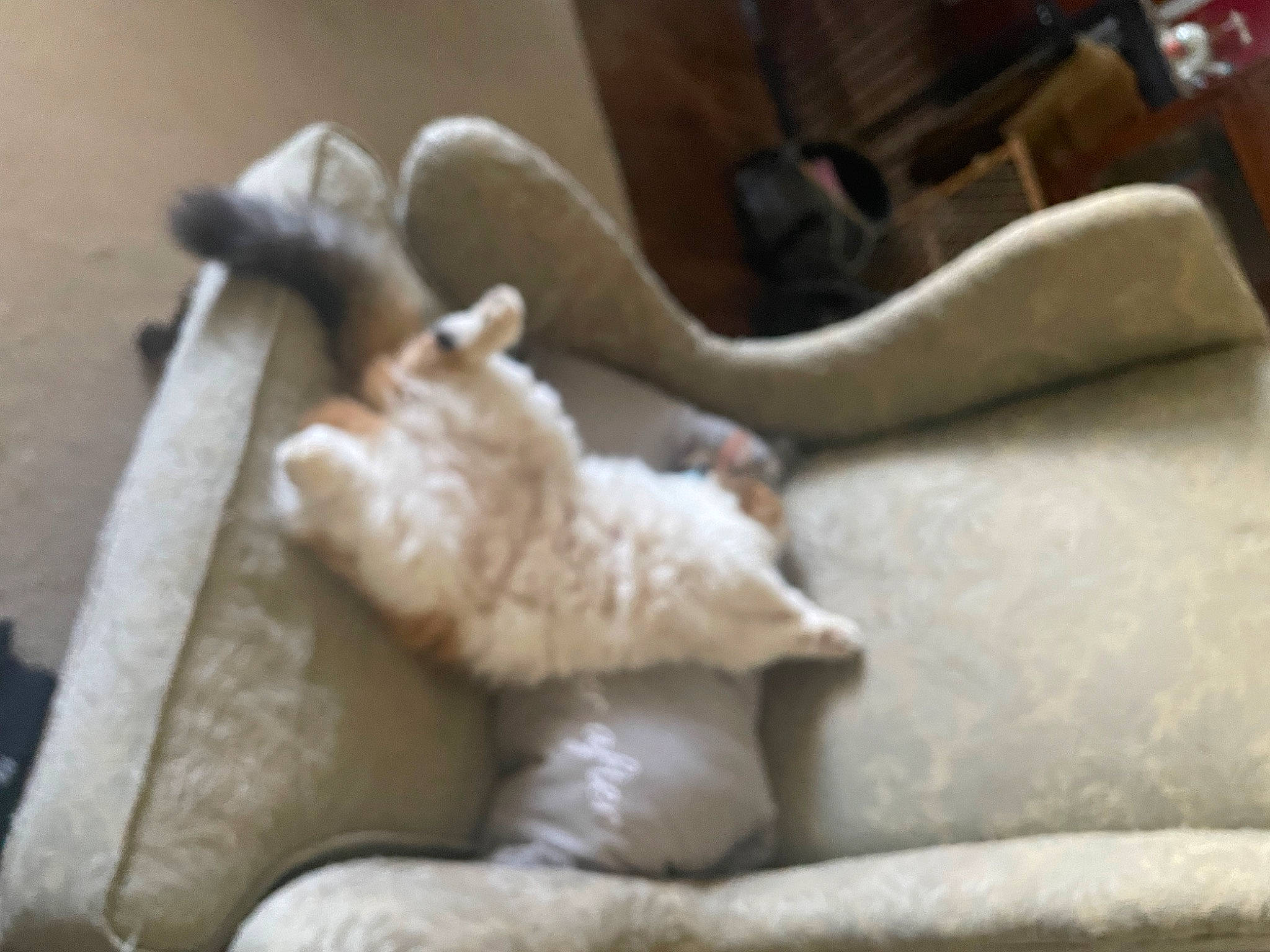 Georgia is registered to the contest to win money with this photo: canidae, carnivore, cat, cat_supply, claw, comfort, domestic_short_haired_cat, fawn, felidae, flooring, fur, hardwood, linens, room, small_to_medium_sized_cats, sporting_group, tail, terrestrial_animal, whiskers, wood