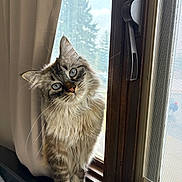 Toby joined the competition — help win amazing prizes! animal, blue_eyes, cat, close_up, curious, curtain, domestic_animal, feline, fluffy, fur, household, indoor, natural_light, pet, portrait, screen, whiskers, window, windowsill, wood