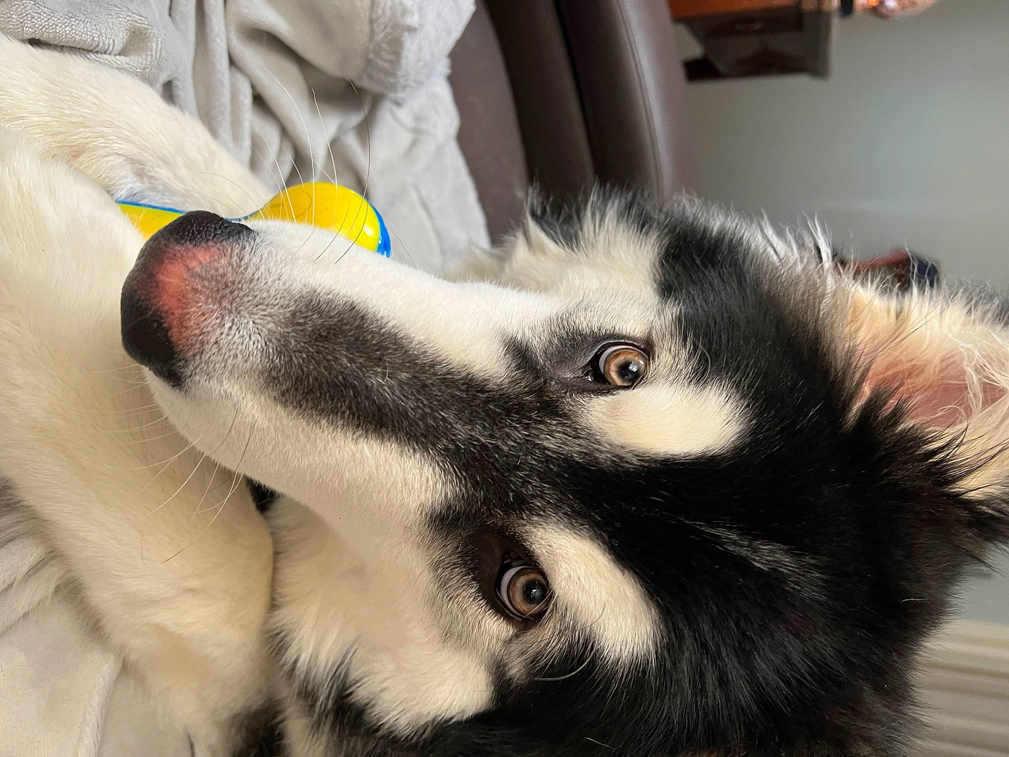 Ti Bar is registered to the contest to win money with this photo: canidae, carnivore, claw, comfort, companion_dog, dog, dog_breed, domestic_short_haired_cat, ear, felidae, foot, fur, grey, jaw, paw, siberian_husky, small_to_medium_sized_cats, snout, sporting_group, whiskers