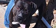 Blackboi is registered to the contest to win money with this photo: dog, black_dog, pet, animal, outdoor, person, legs, blue_jeans, pink_socks, concrete, tree, leaves, sunlight, shadow, curious, standing, sidewalk, brick_wall, nature, daytime