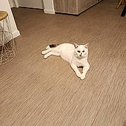 Némo a rejoint le concours — aidez-le/la à gagner de superbes lots ! animal, calm, cat, domestic, ears, floor, four_legs, furniture, home, indoor, laying_down, looking_at_camera, modern_interior, pet, quiet, relaxed, stool, tail, white_cat, wooden_floor