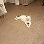 animal, calm, cat, domestic, ears, floor, four_legs, furniture, home, indoor, laying_down, looking_at_camera, modern_interior, pet, quiet, relaxed, stool, tail, white_cat, wooden_floor
