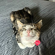 Tom joined the competition — help win amazing prizes! cat, tabby, pet, animal, feline, cute, indoor, bed, quilt, collar, tag, pink_nose, whiskers, ears, resting, relaxed, sleepy, fur, closeup, adorable