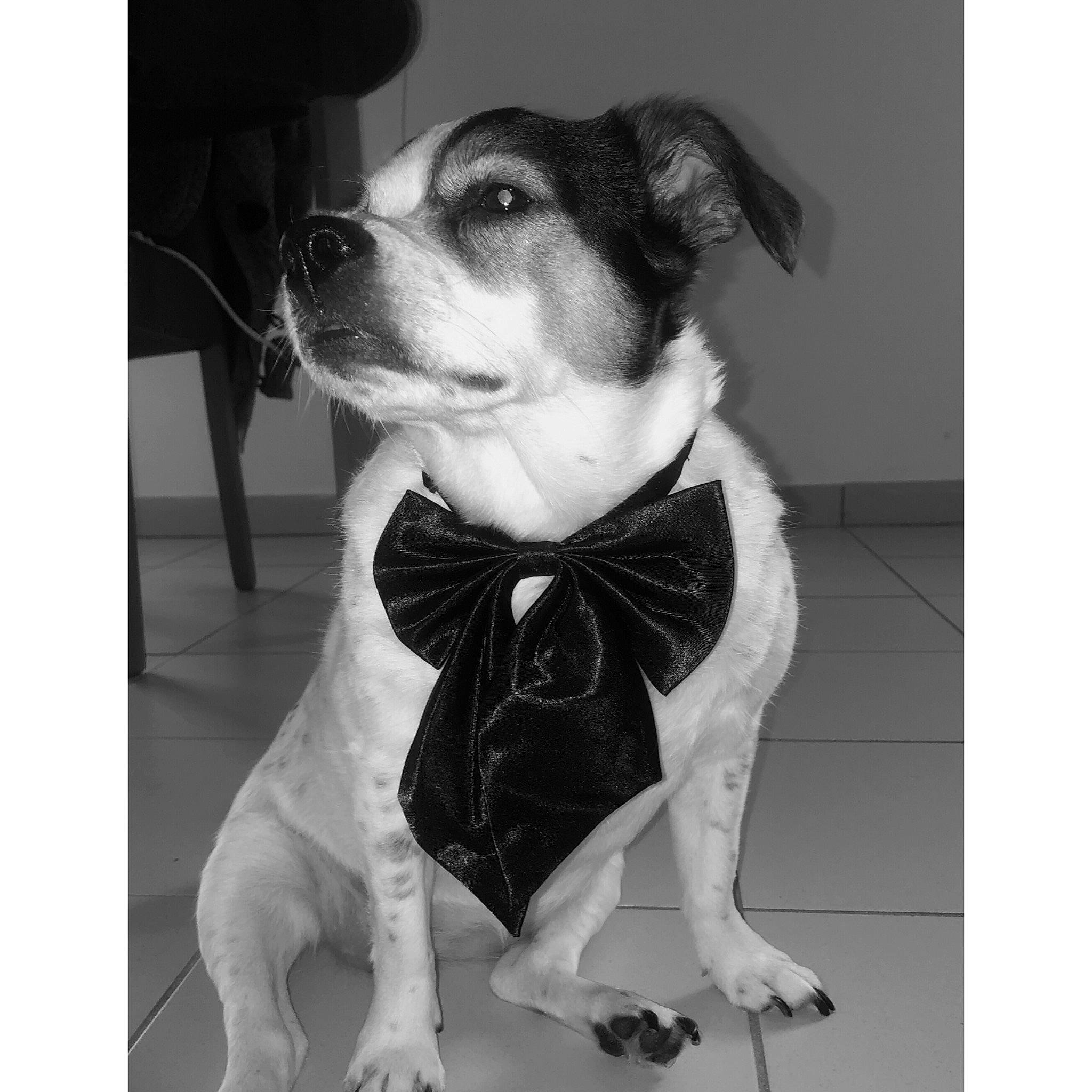 Naïs a rejoint le concours — aidez-le/la à gagner de superbes lots ! beaglier, canidae, carnivore, collar, companion_dog, dog, dog_breed, dog_clothes, dog_collar, dog_supply, floor, fur, pet_supply, puppy, snout, sporting_group, tail, vertebrate, whiskers, working_animal