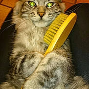 Nanook participe au concours pour gagner de l'argent avec cette photo : cat, fluffy, brush, pet, animal, claws, whiskers, ears, fur, paws, closeup, indoor, floor, yellow, holding, cute, looking, tabby, legs, relaxed
