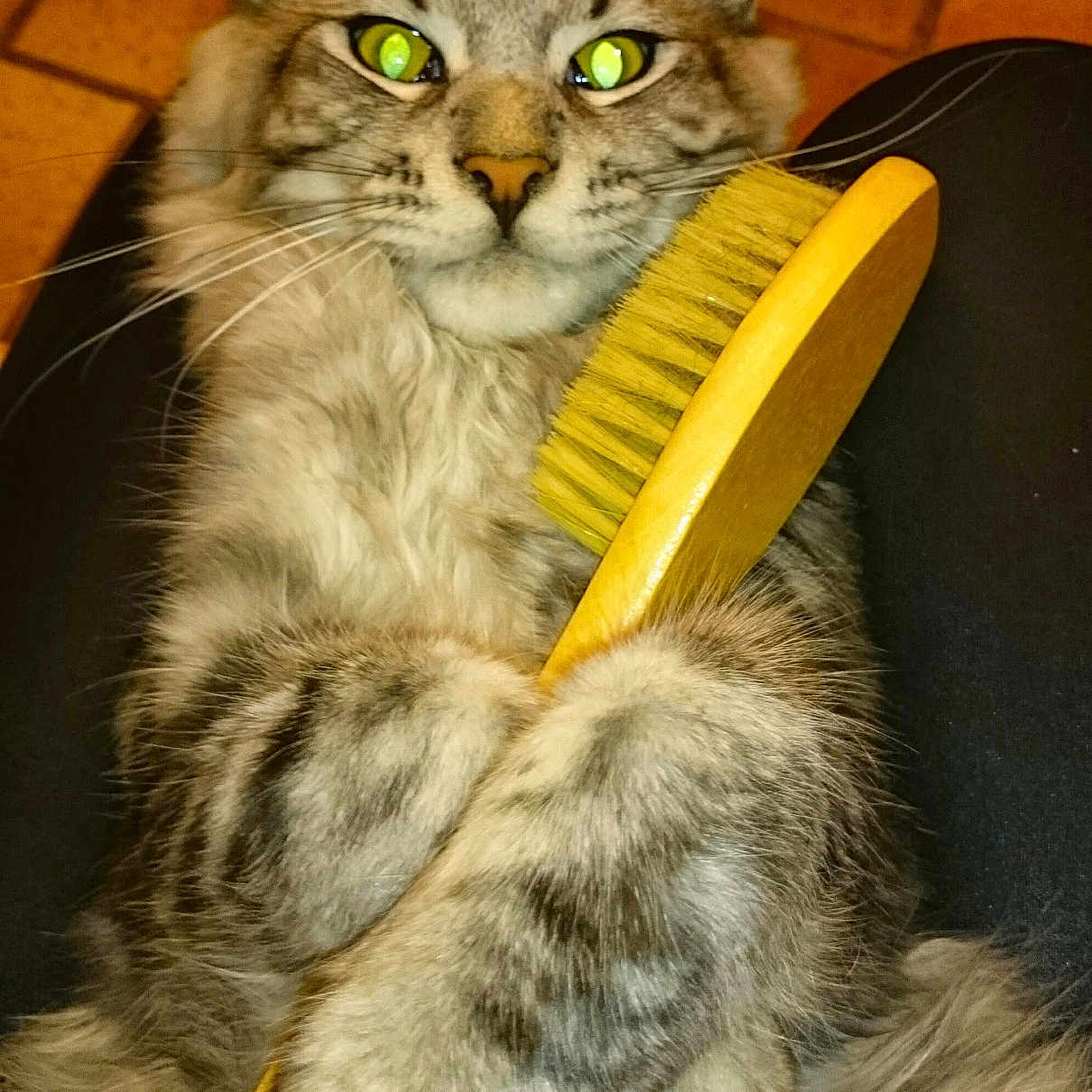 Nanook participe au concours pour gagner de l'argent avec cette photo : animal, brush, cat, claws, closeup, cute, ears, floor, fluffy, fur, holding, indoor, legs, looking, paws, pet, relaxed, tabby, whiskers, yellow