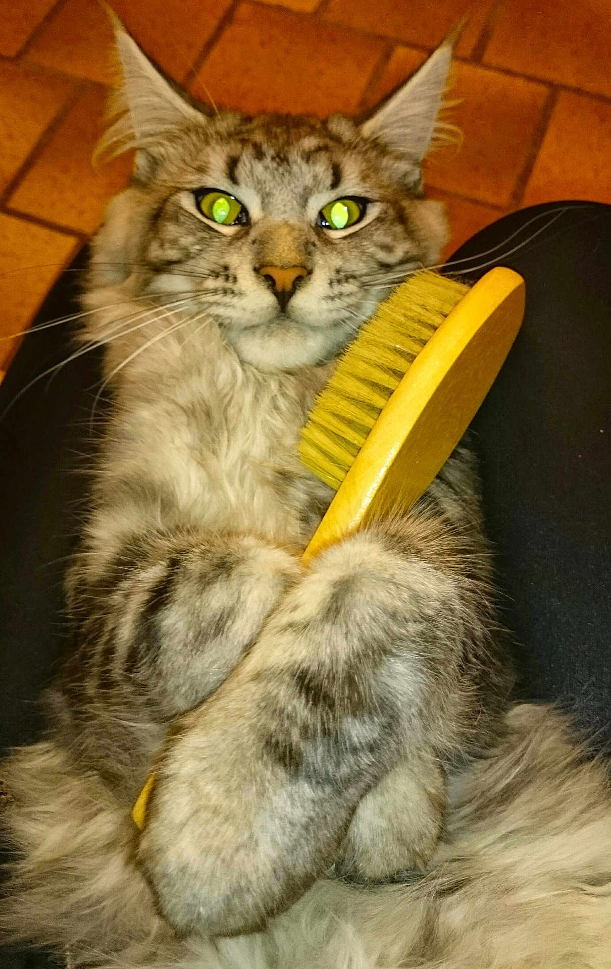 Nanook participe au concours pour gagner de l'argent avec cette photo : cat, fluffy, brush, pet, animal, claws, whiskers, ears, fur, paws, closeup, indoor, floor, yellow, holding, cute, looking, tabby, legs, relaxed
