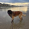 animal, beach, calm, cliffs, clouds, coast, dog, fluffy, happy, landscape, leash, muddy, nature, outdoor, reflection, sand, scenic, sky, sunset, water