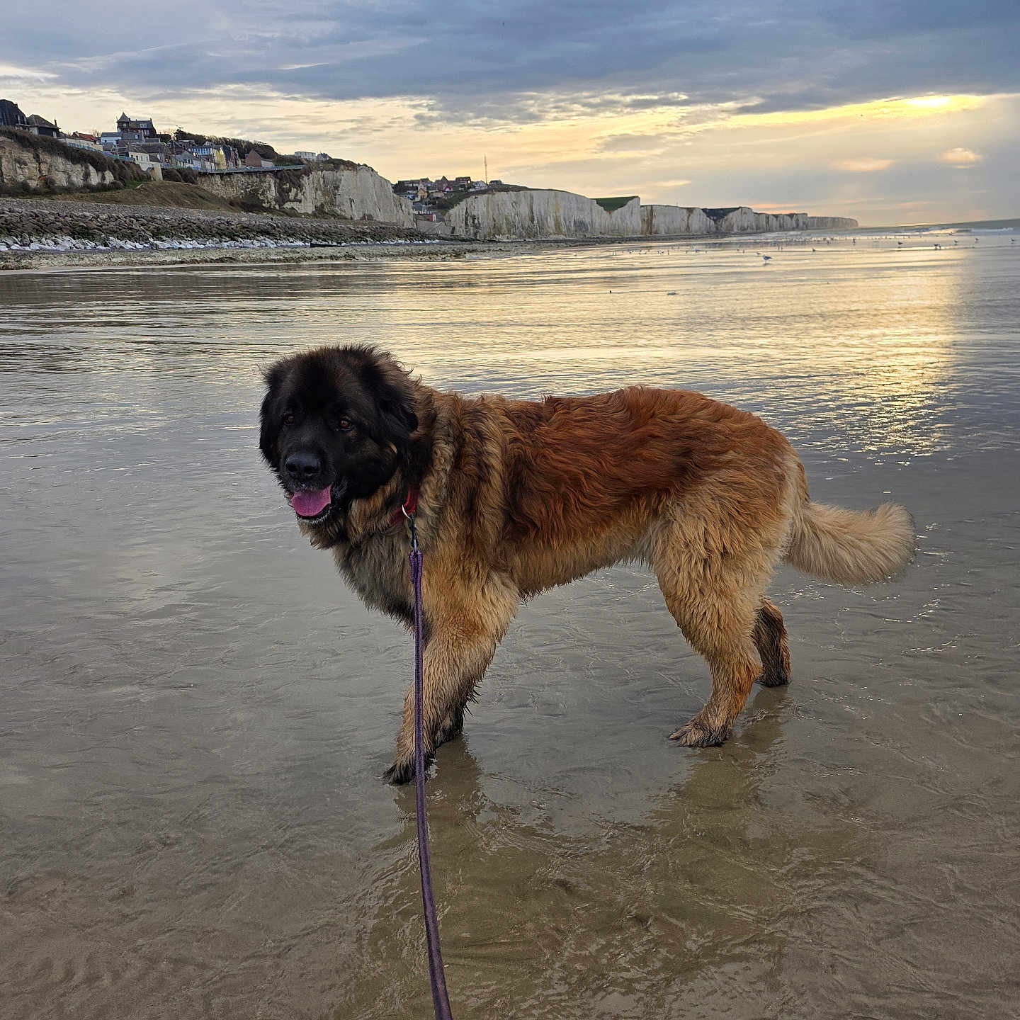 Ouragan a rejoint le concours — aidez-le/la à gagner de superbes lots ! dog, beach, water, sunset, cliffs, leash, sand, clouds, reflection, nature, outdoor, animal, happy, fluffy, coast, sky, landscape, muddy, calm, scenic