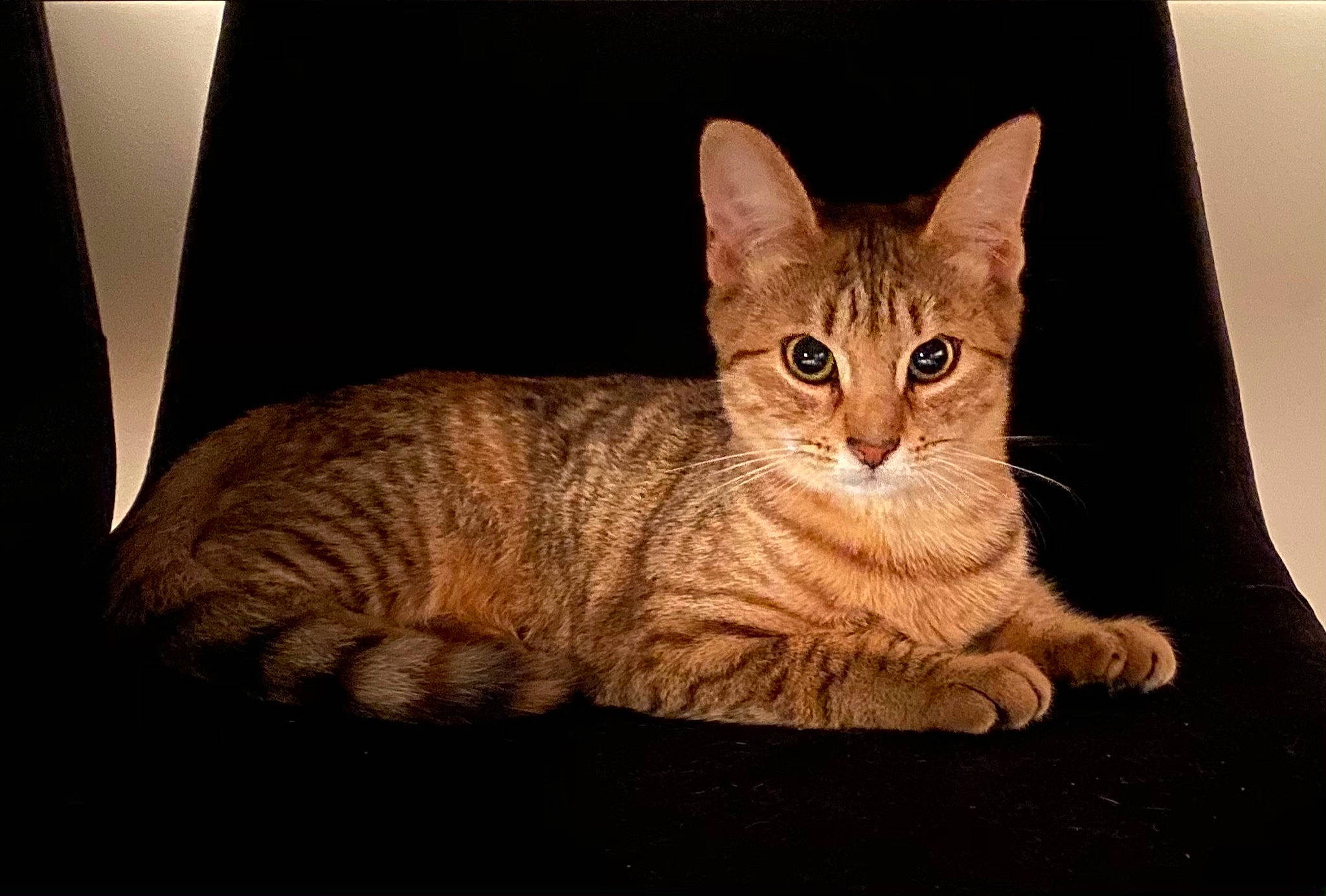 Litchi participe au concours pour gagner de l'argent avec cette photo : carnivore, cat, domestic_short_haired_cat, felidae, fur, mammal, small_to_medium_sized_cats, snout, tabby_cat, tail, vertebrate, whiskers