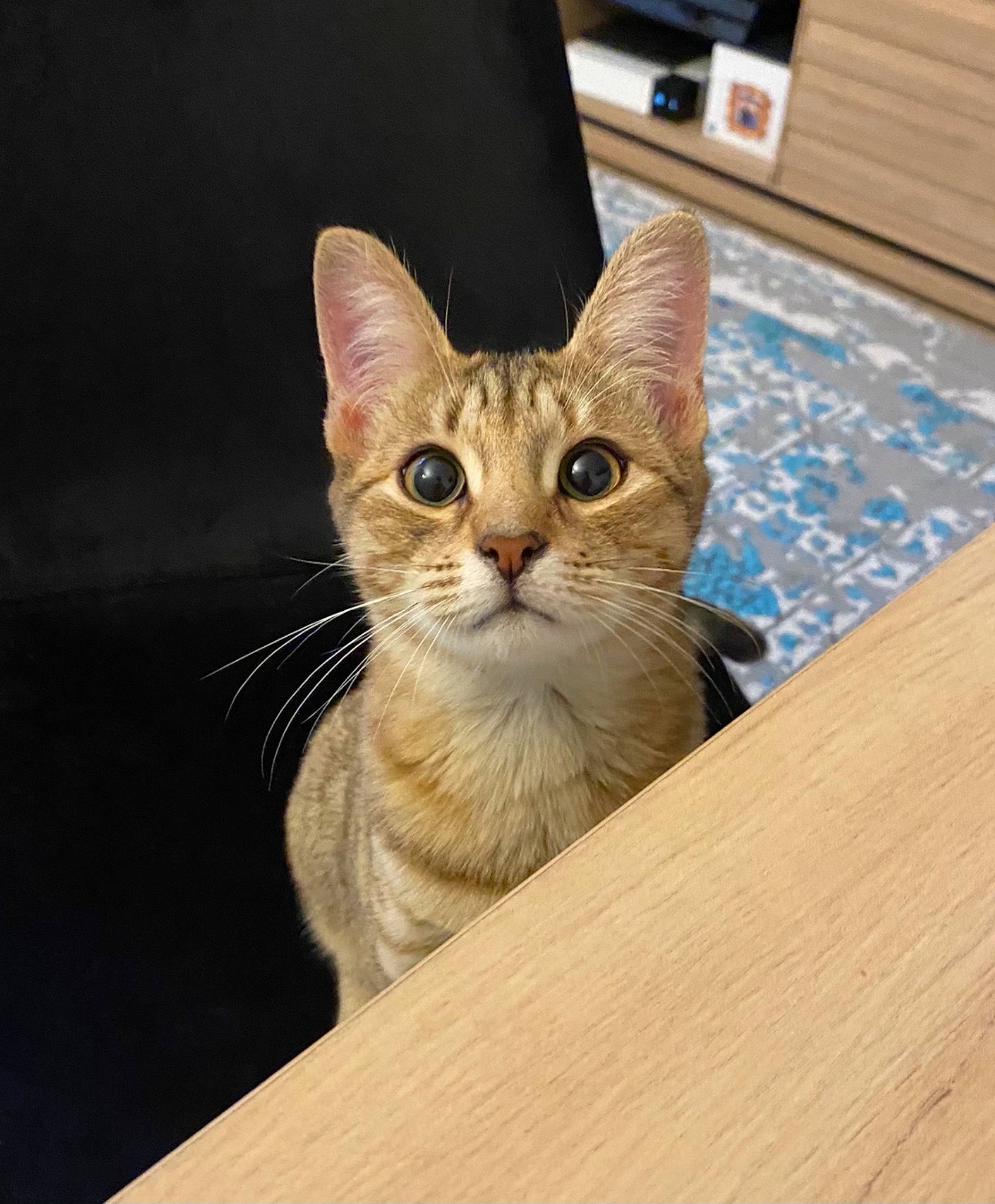 Litchi a rejoint le concours — aidez-le/la à gagner de superbes lots ! beige, carnivore, cat, domestic_short_haired_cat, fawn, felidae, fur, hardwood, lumber, plank, plywood, small_to_medium_sized_cats, snout, varnish, whiskers, wood, wood_stain