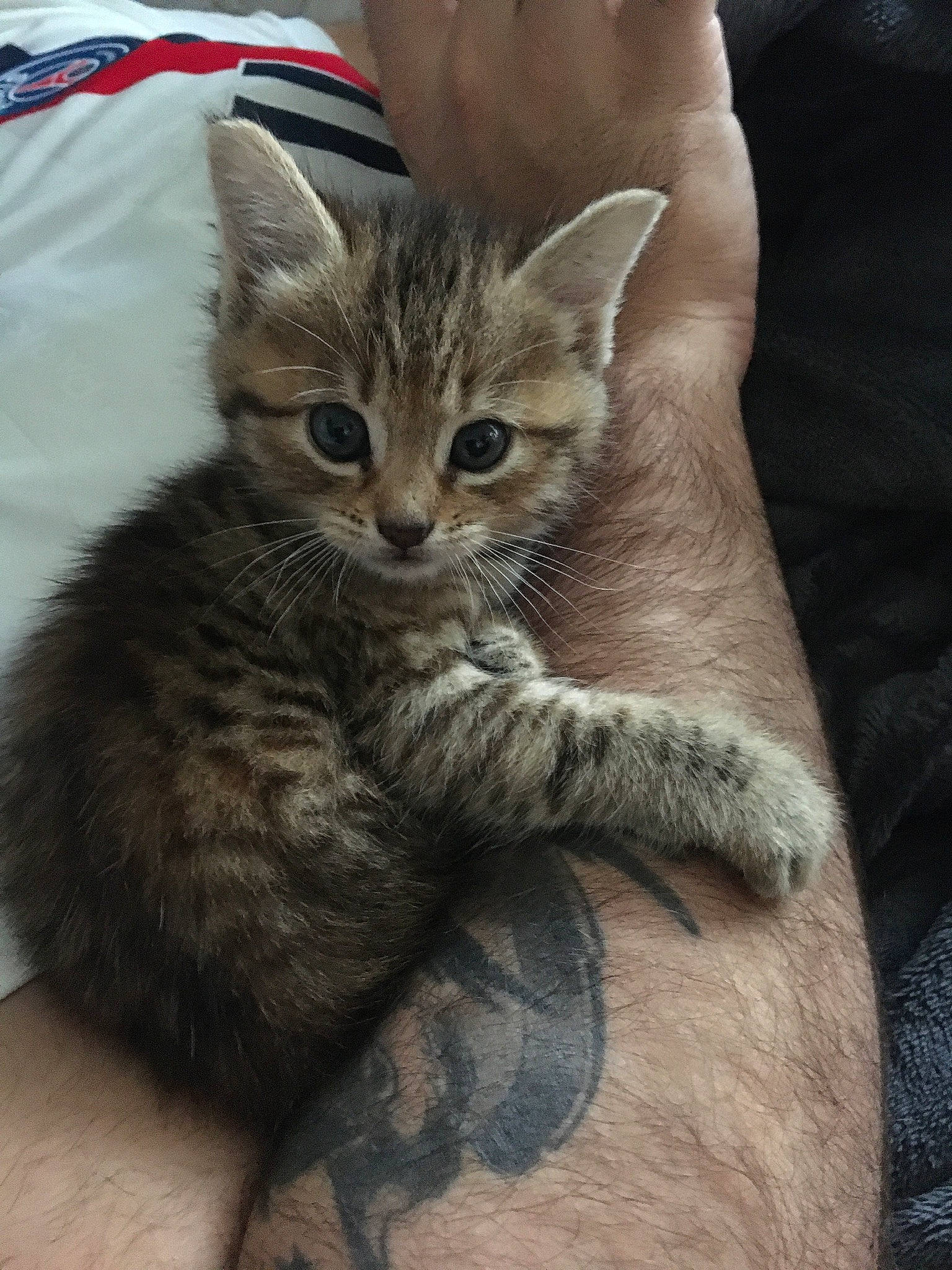 Litchi participe au concours pour gagner de l'argent avec cette photo : carnivore, cat, claw, curious, domestic_short_haired_cat, felidae, finger, flesh, foot, fur, gesture, kitten, nail, skin, small_to_medium_sized_cats, tattoo, toe, vertebrate, whiskers, wrist