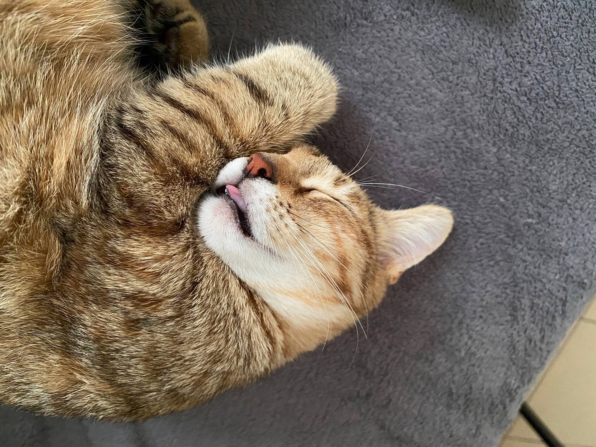 Litchi a rejoint le concours — aidez-le/la à gagner de superbes lots ! beige, carnivore, cat, close_up, comfort, fawn, felidae, fur, nap, sleep, small_to_medium_sized_cats, snout, tabby_cat, textile, whiskers