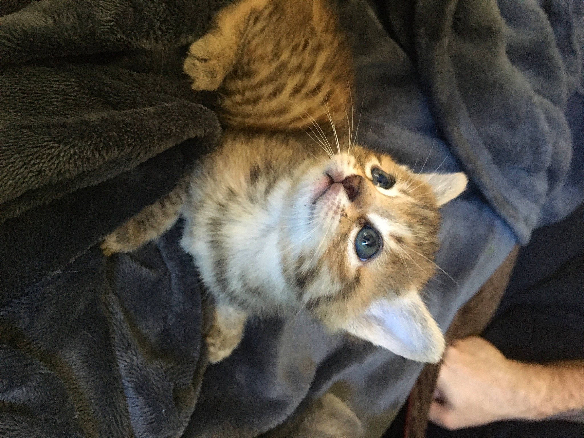 Litchi a rejoint le concours — aidez-le/la à gagner de superbes lots ! carnivore, cat, comfort, felidae, fur, natural_material, small_to_medium_sized_cats, snout, terrestrial_animal, vertebrate, whiskers