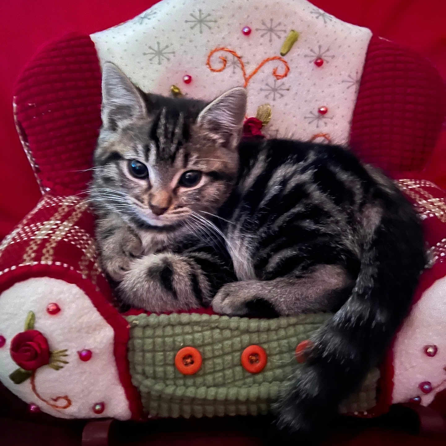 Sally is registered to the contest to win money with this photo: kitten, cat, tabby, animal, pet, plush_chair, red_background, cozy, cute, feline, curious, fur, small, indoor, resting, decorative, buttons, embroidered, soft, comfortable
