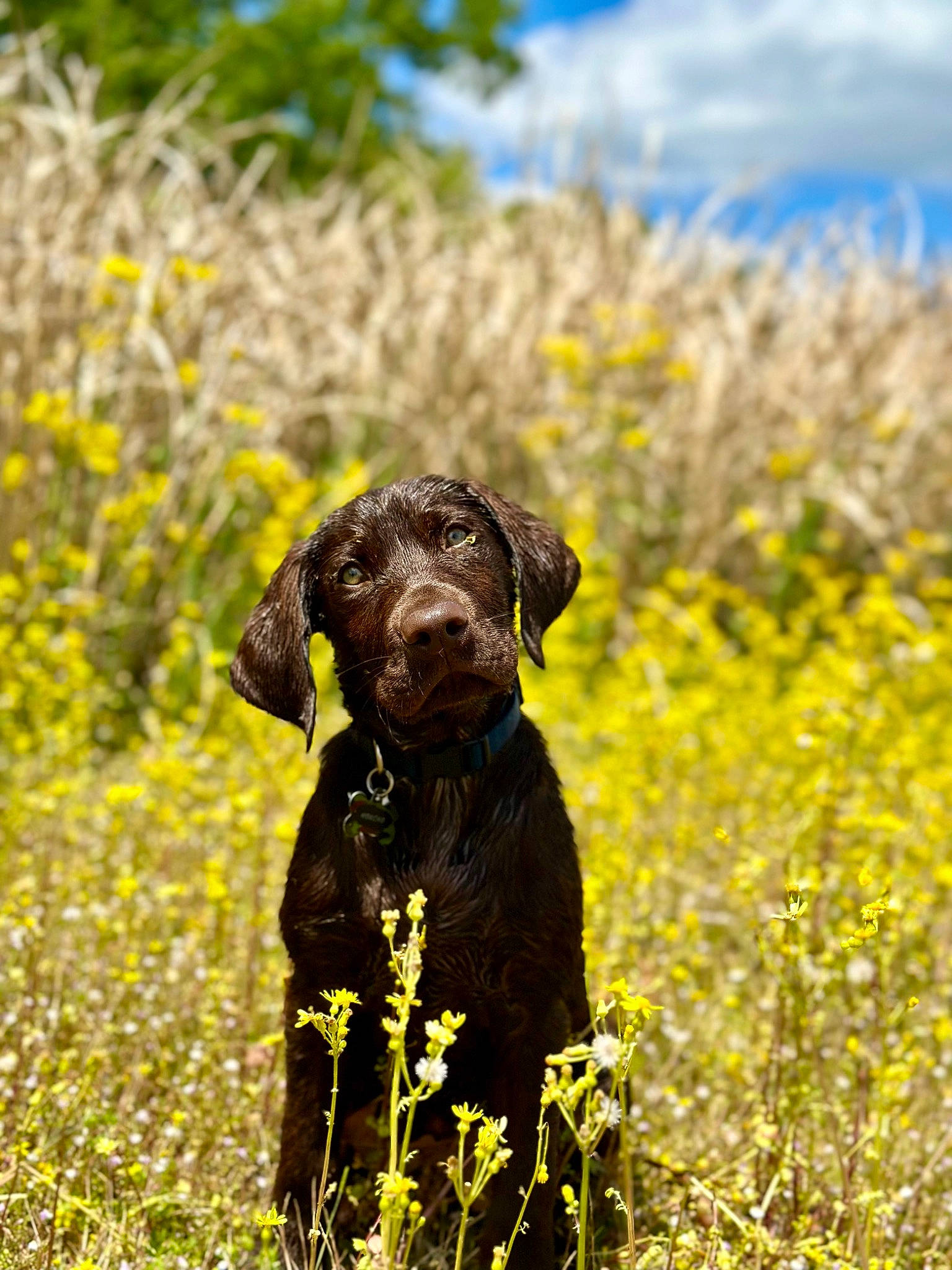 Honcho is registered to the contest to win money with this photo: carnivore, companion_dog, dog, dog_breed, fawn, field, flower, grass, grassland, gun_dog, landscape, liver, meadow, plant, prairie, sky, snout, sporting_group, terrestrial_animal, working_animal