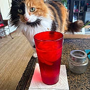 Muki joined the competition — help win amazing prizes! cat, calico_cat, pet, curious, close_up, green_eyes, whiskers, fluffy_fur, tail, red_glass, drink, ice, napkin, countertop, kitchen, cabinet, plant, indoor, furniture, table
