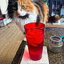 cat, calico_cat, pet, curious, close_up, green_eyes, whiskers, fluffy_fur, tail, red_glass, drink, ice, napkin, countertop, kitchen, cabinet, plant, indoor, furniture, table