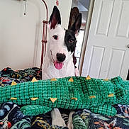 Serena is registered to the contest to win money with this photo: dog, black_and_white, tongue_out, plush_toy, crocodile_toy, bed, blanket, indoor, door, furniture, happy, pet, animal, canine, ears_up, toy, lying_down, home, smiling, cozy