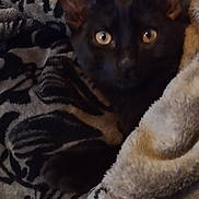 Marcel Soulages a rejoint le concours — aidez-le/la à gagner de superbes lots ! cat, black_cat, blanket, cozy, indoor, pet, fur, eyes, ears, couch, resting, animal, snuggled, patterned_blanket, soft_texture, comfort, home, relaxation, closeup, portrait