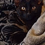 cat, black_cat, blanket, cozy, indoor, pet, fur, eyes, ears, couch, resting, animal, snuggled, patterned_blanket, soft_texture, comfort, home, relaxation, closeup, portrait