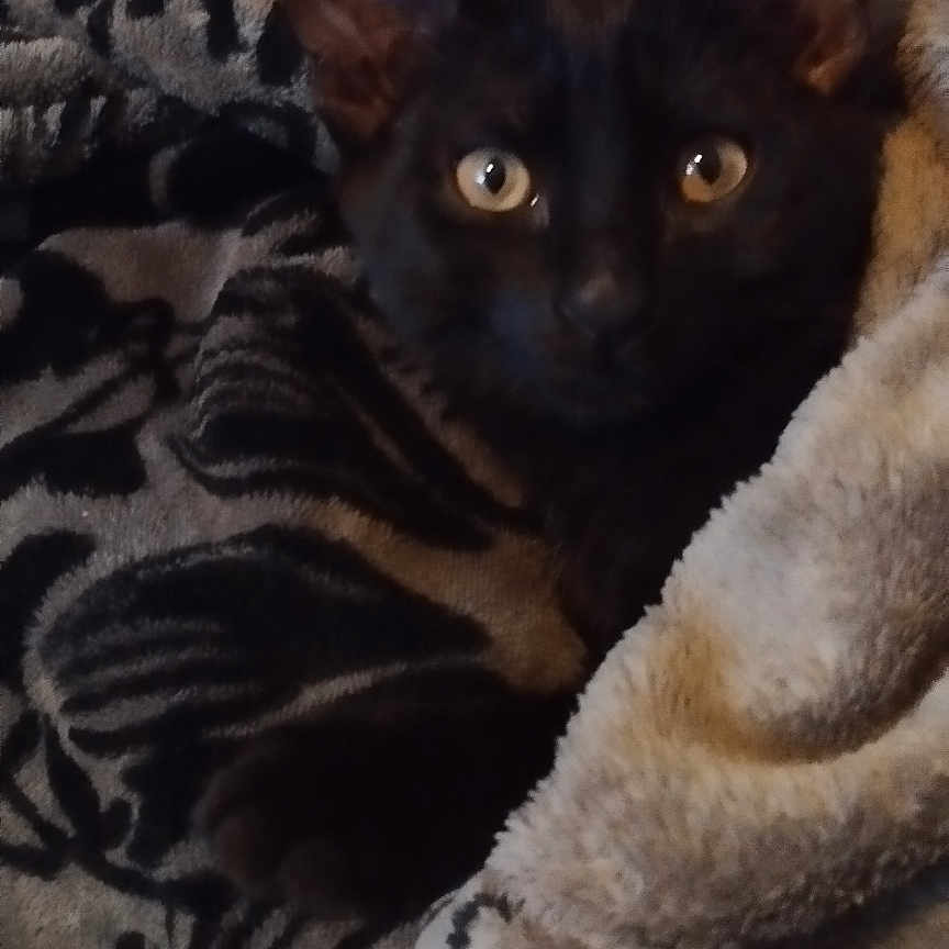 Marcel Soulages a rejoint le concours — aidez-le/la à gagner de superbes lots ! animal, black_cat, blanket, cat, closeup, comfort, couch, cozy, ears, eyes, fur, home, indoor, patterned_blanket, pet, portrait, relaxation, resting, snuggled, soft_texture