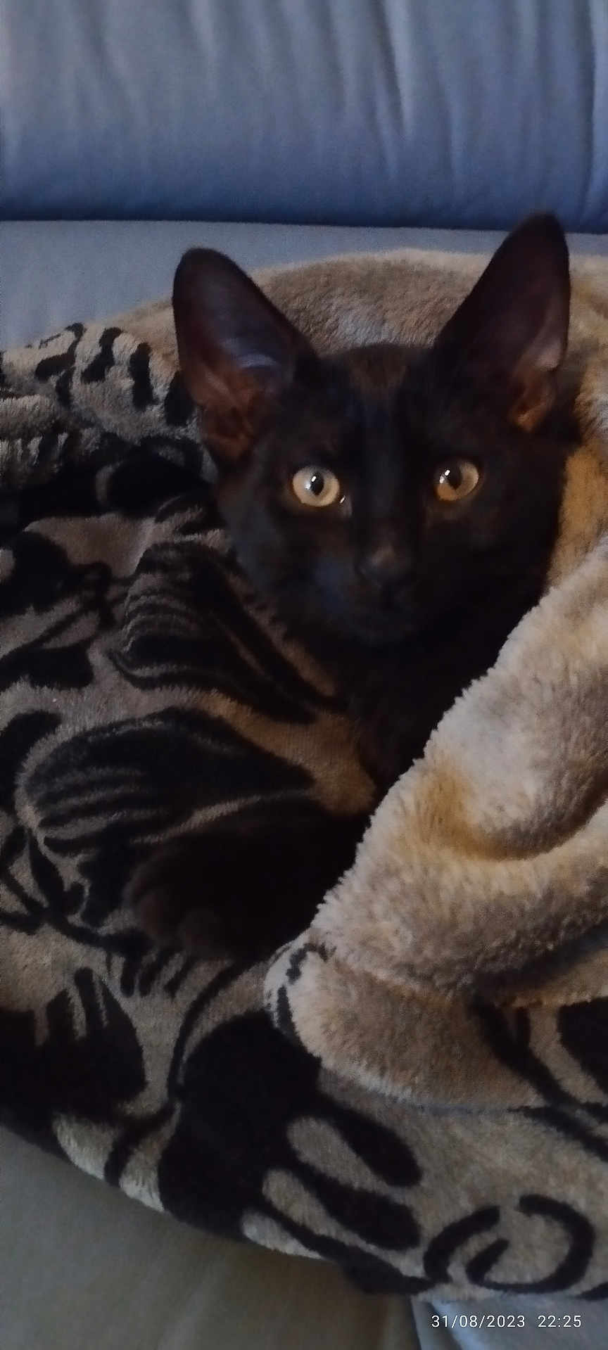 Marcel Soulages a rejoint le concours — aidez-le/la à gagner de superbes lots ! cat, black_cat, blanket, cozy, indoor, pet, fur, eyes, ears, couch, resting, animal, snuggled, patterned_blanket, soft_texture, comfort, home, relaxation, closeup, portrait
