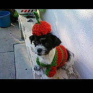Pixie joined the competition — help win amazing prizes! dog, puppy, costume, crocheted, pumpkin, orange, green, hat, bench, outdoor, pet, cute, small_dog, black_and_white, animal, fall, autumn, concrete, wall, sitting
