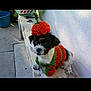 dog, puppy, costume, crocheted, pumpkin, orange, green, hat, bench, outdoor, pet, cute, small_dog, black_and_white, animal, fall, autumn, concrete, wall, sitting