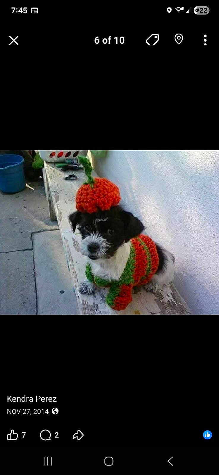 Pixie joined the competition — help win amazing prizes! dog, puppy, costume, crocheted, pumpkin, orange, green, hat, bench, outdoor, pet, cute, small_dog, black_and_white, animal, fall, autumn, concrete, wall, sitting