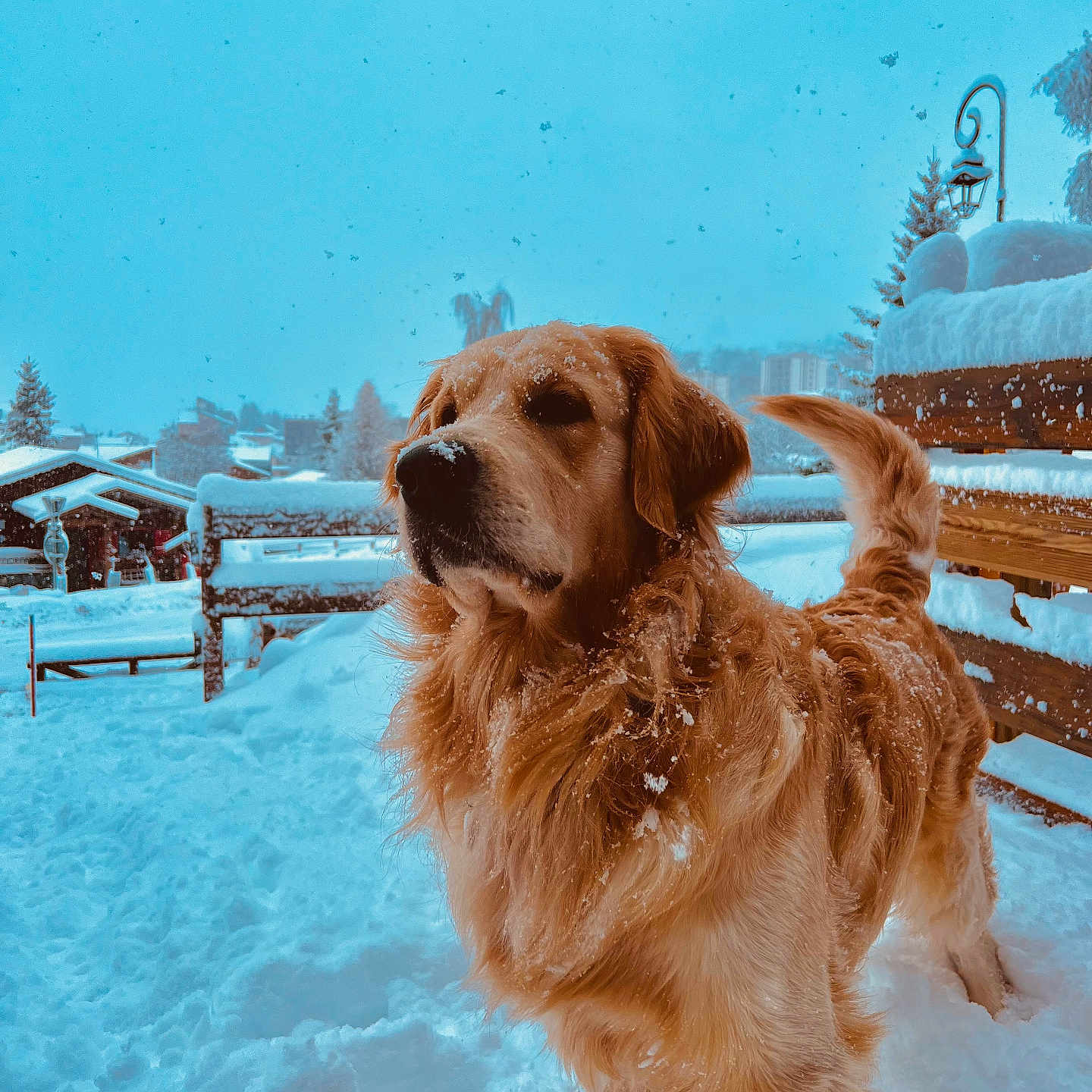 Uno participe au concours pour gagner de l'argent avec cette photo : animal, bench, canine, cold, daylight, dog, fluffy, frozen, fur, golden_retriever, landscape, mammal, nature, outdoor, park, pet, snow, snowfall, tree, winter