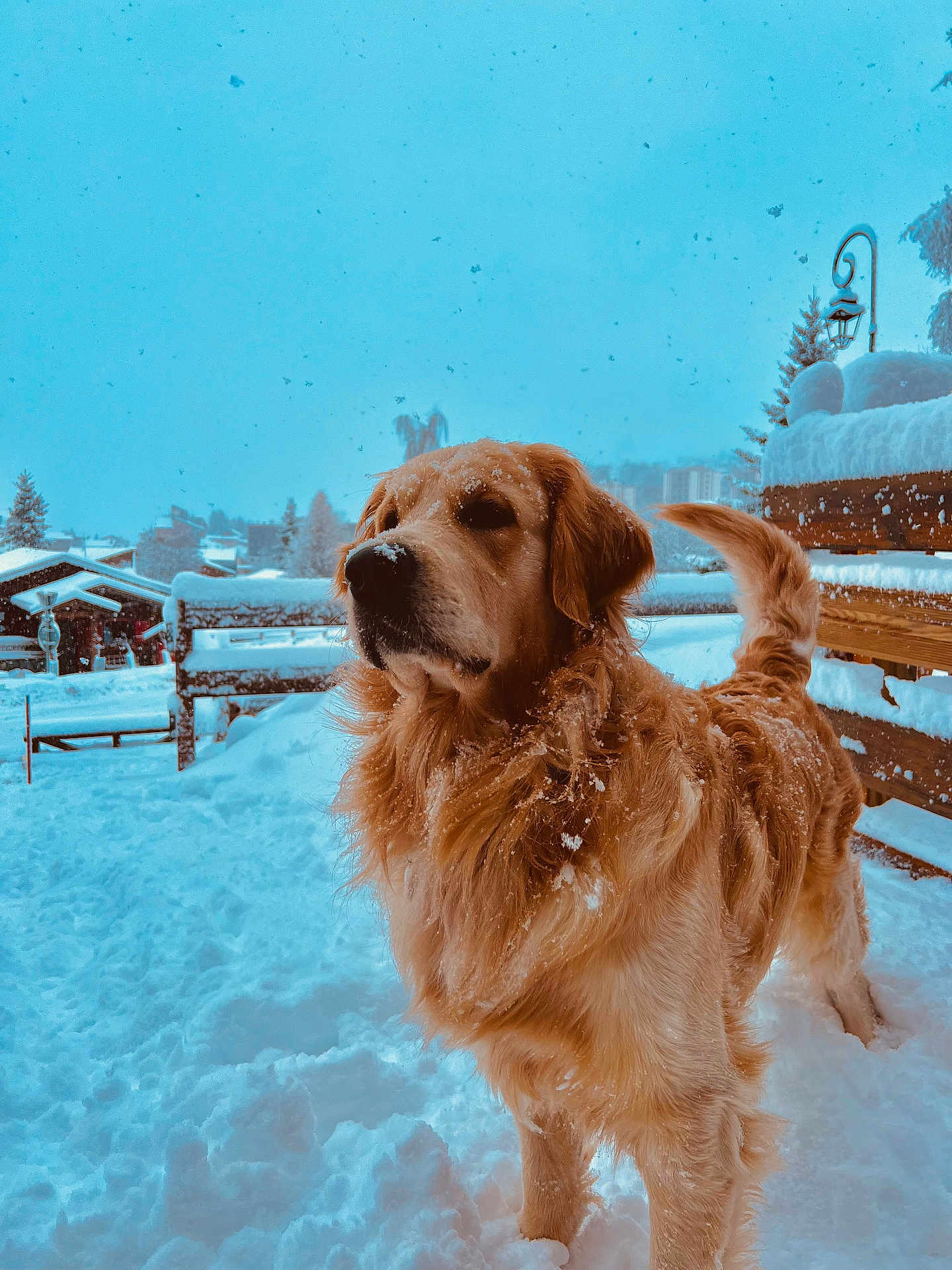 Uno participe au concours pour gagner de l'argent avec cette photo : dog, golden_retriever, snow, winter, outdoor, animal, pet, fur, bench, tree, snowfall, landscape, nature, cold, fluffy, canine, park, daylight, mammal, frozen