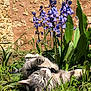 cat, gray_tabby, grass, purple_flowers, garden, sunlight, outdoor, nature, plants, relaxed, playful, pet, animal, greenery, flora, spring, summer, sunny, resting, whiskers