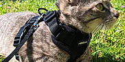 Syam participe au concours pour gagner de l'argent avec cette photo : cat, gray_tabby, grass, outdoor, sunlight, harness, leash, green_eyes, whiskers, animal, pet, nature, flora, curious, feline, closeup, daylight, mammal, resting, alert