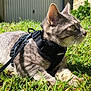 cat, gray_tabby, grass, outdoor, sunlight, harness, leash, green_eyes, whiskers, animal, pet, nature, flora, curious, feline, closeup, daylight, mammal, resting, alert