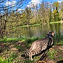 cat, leash, outdoor, pond, grass, trees, nature, blue_sky, sunlight, animal, pet, curious, walking, adventure, greenery, daytime, forest, water, wildlife, exploration