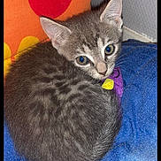 Syam a rejoint le concours — aidez-le/la à gagner de superbes lots ! kitten, cat, gray_fur, blue_quilt, colorful_pillow, orange, red, yellow, indoor, pet, cute, curled_up, looking_back, cozy, feline, small, young_cat, soft_fur, resting, domestic_cat