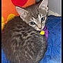 kitten, cat, gray_fur, blue_quilt, colorful_pillow, orange, red, yellow, indoor, pet, cute, curled_up, looking_back, cozy, feline, small, young_cat, soft_fur, resting, domestic_cat