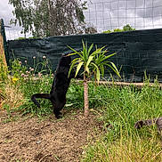 Minimi a rejoint le concours — aidez-le/la à gagner de superbes lots ! cat, black_cat, garden, grass, small_tree, plants, outdoor, cloudy_sky, flowers, fence, curious, animal, nature, playful, pawing, tail, greenery, soil, daytime, pets