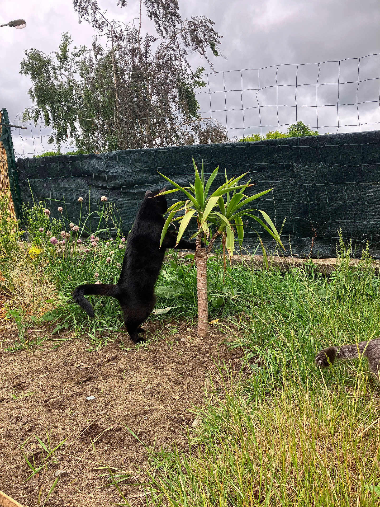 Minimi a rejoint le concours — aidez-le/la à gagner de superbes lots ! cat, black_cat, garden, grass, small_tree, plants, outdoor, cloudy_sky, flowers, fence, curious, animal, nature, playful, pawing, tail, greenery, soil, daytime, pets