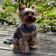 Ixka a rejoint le concours — aidez-le/la à gagner de superbes lots ! animal, canine, companion, cute, dog, ears, fluffy, friendly, fur, garden, greenery, nature, outdoor, pet, portrait, sitting, small_dog, sunlight, wooden_deck, yorkshire_terrier