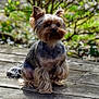animal, canine, companion, cute, dog, ears, fluffy, friendly, fur, garden, greenery, nature, outdoor, pet, portrait, sitting, small_dog, sunlight, wooden_deck, yorkshire_terrier