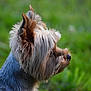 Ixka participe au concours pour gagner de l'argent avec cette photo : alert, animal, background_blur, canine, close_up, cute, dog, ears, fluffy, fur, grass, greenery, muzzle, nature, outdoor, pet, portrait, side_profile, small_dog, yorkshire_terrier