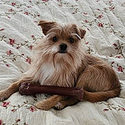 Sampson joined the competition — help win amazing prizes! animal, bed, bone, brown_fur, companion, cozy, cute, dog, domestic, floral_pattern, fur, indoor, lying_down, mammal, pet, quilt, relaxing, resting, small_dog, toy